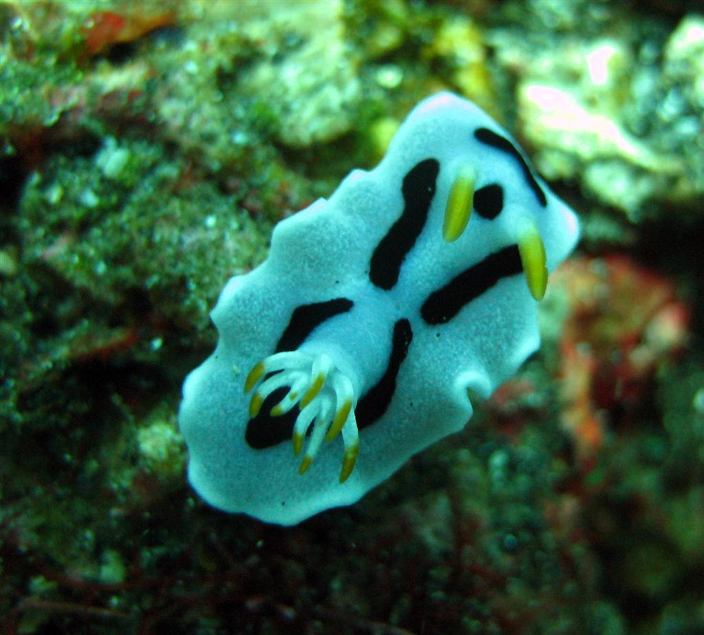 Diana Nudibranch