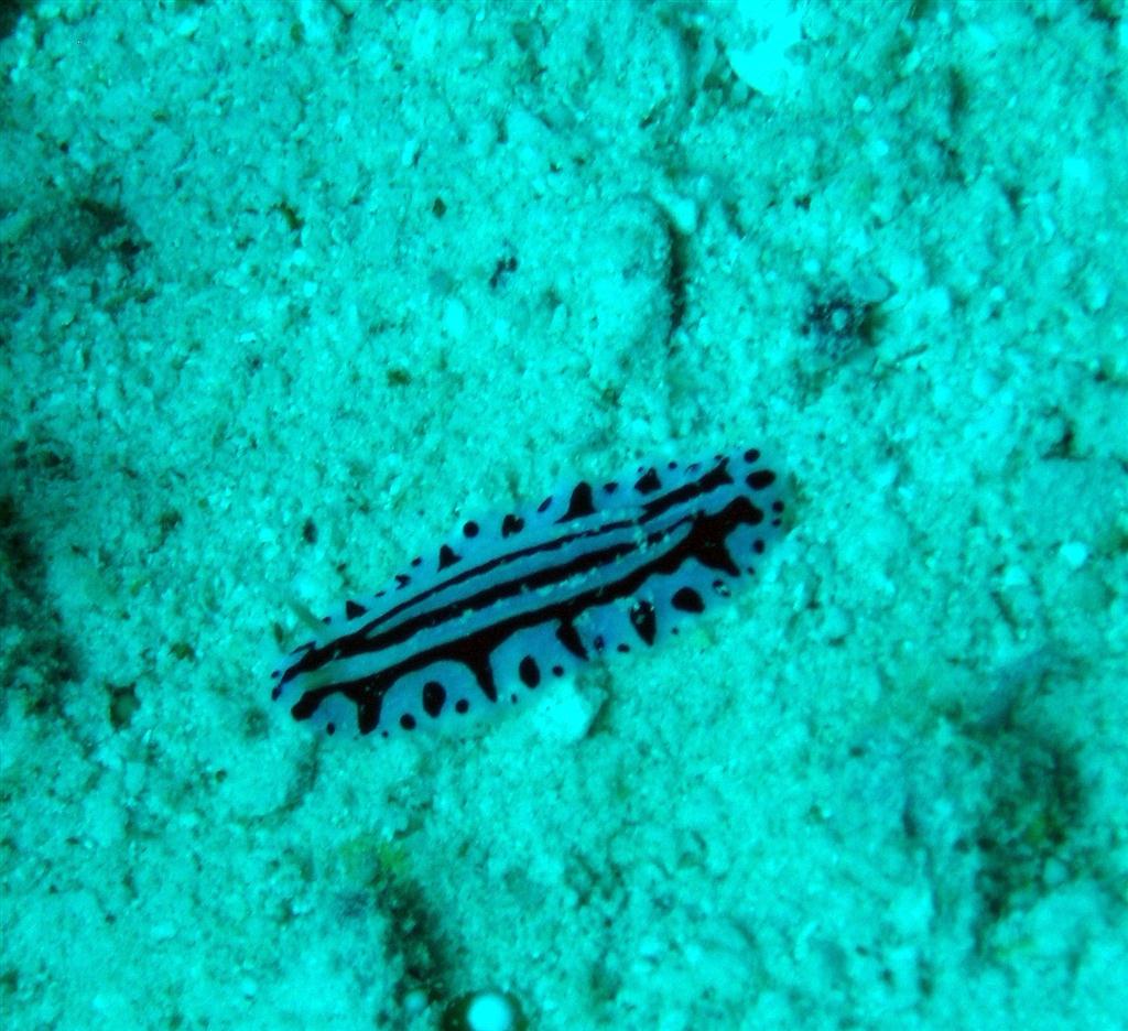 Mavi Sfenks Nudibranch