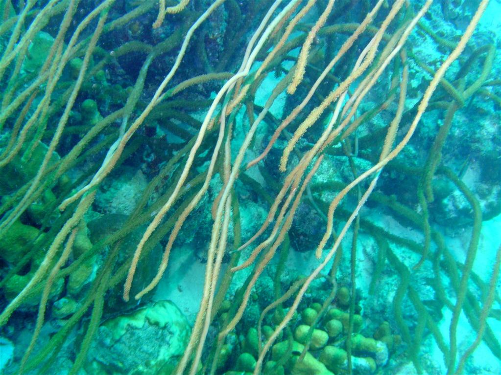 Bonaire mercanları vb. tanımlanacak