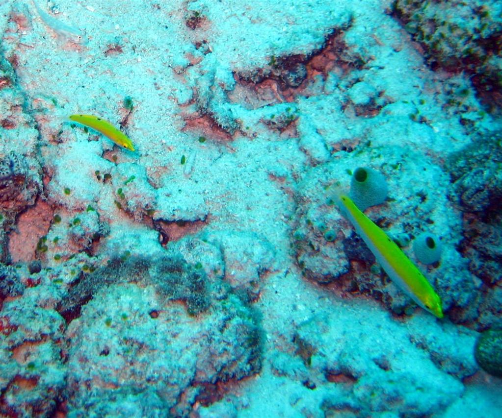 Canarytop Wrasse