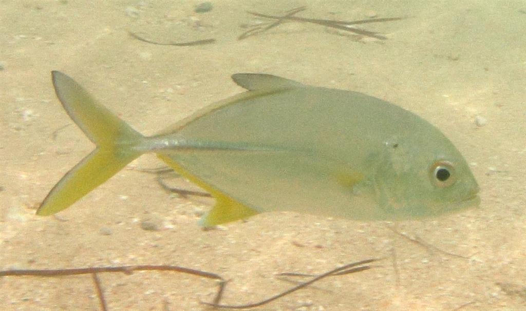 küstah Trevally