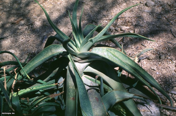 Aloe