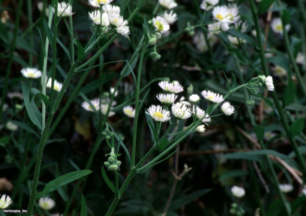 Yıllık Fleabane