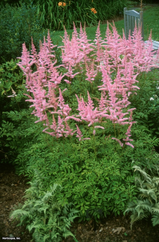 Astilbe