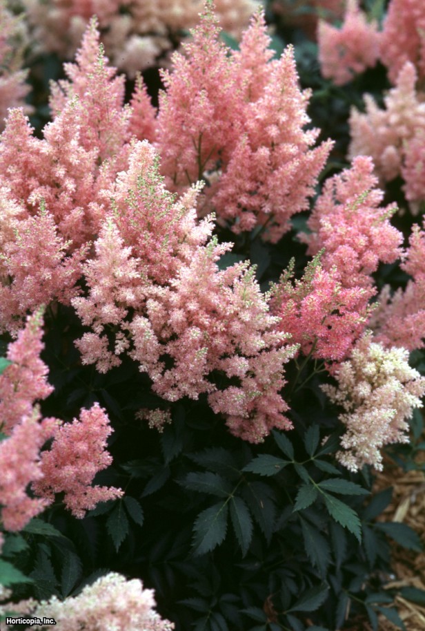 Astilbe