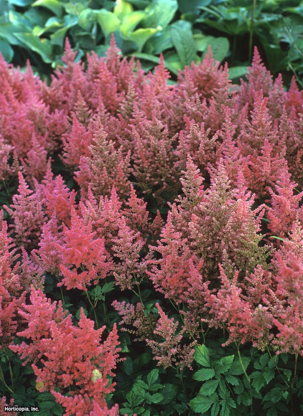 Astilbe