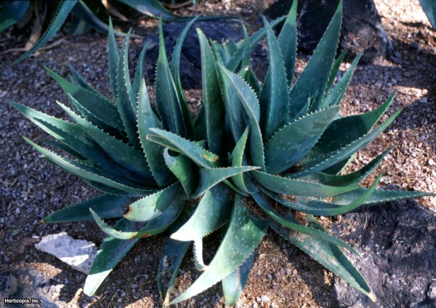 Aloe