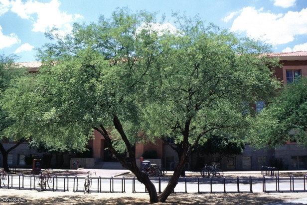 Arjantinli Mesquite