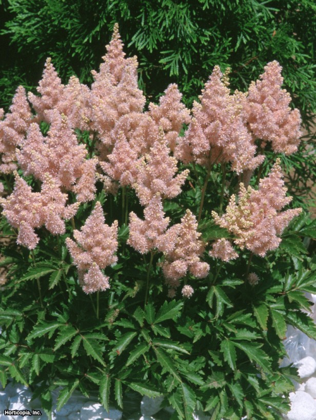 Astilbe