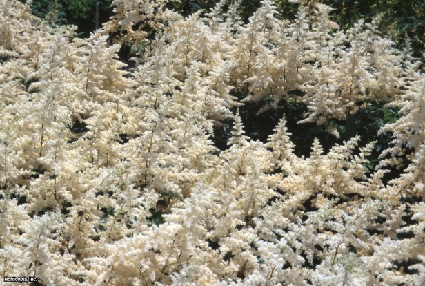 Astilbe