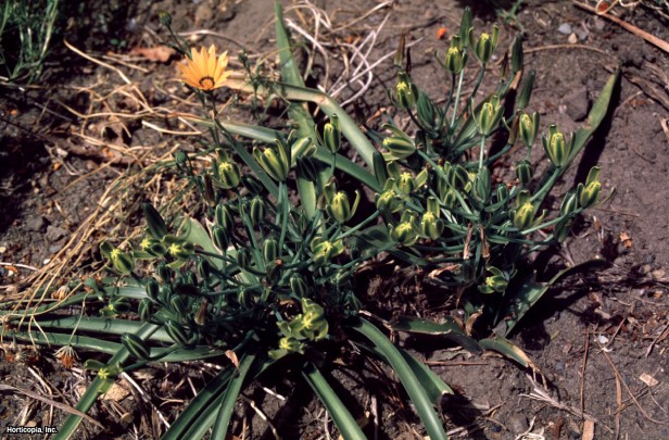 Albuca