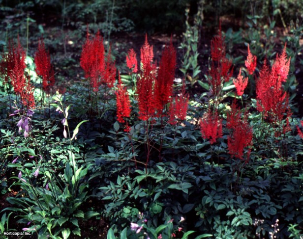 Astilbe