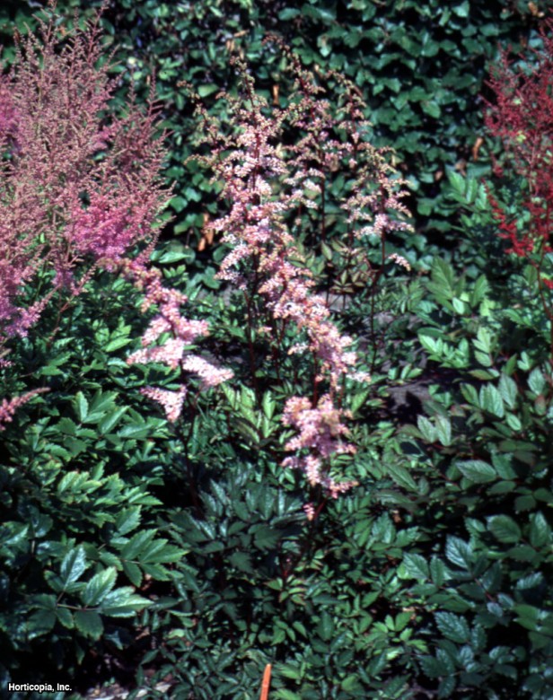 Astilbe