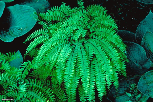 Amerikan Maidenhair Eğreltiotu