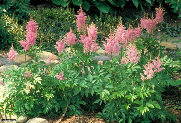 Astilbe