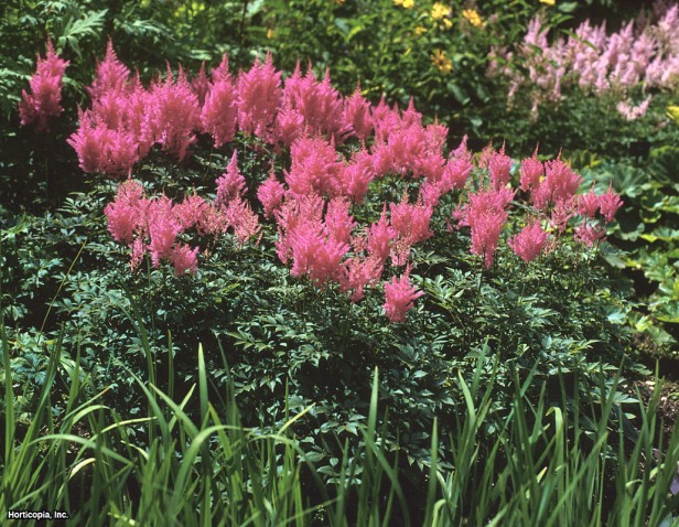 Astilbe