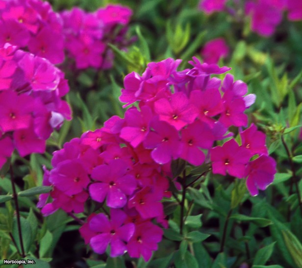 Arend'in Phlox'u