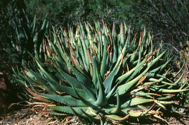 Aloe