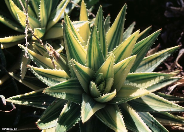 Aloe