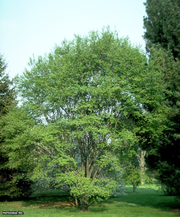 Allegheny Serviceberry