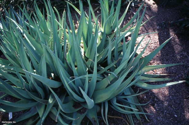 Aloe