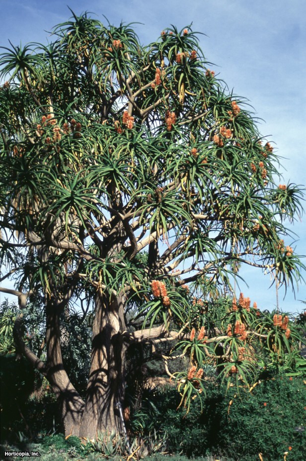 Aloe