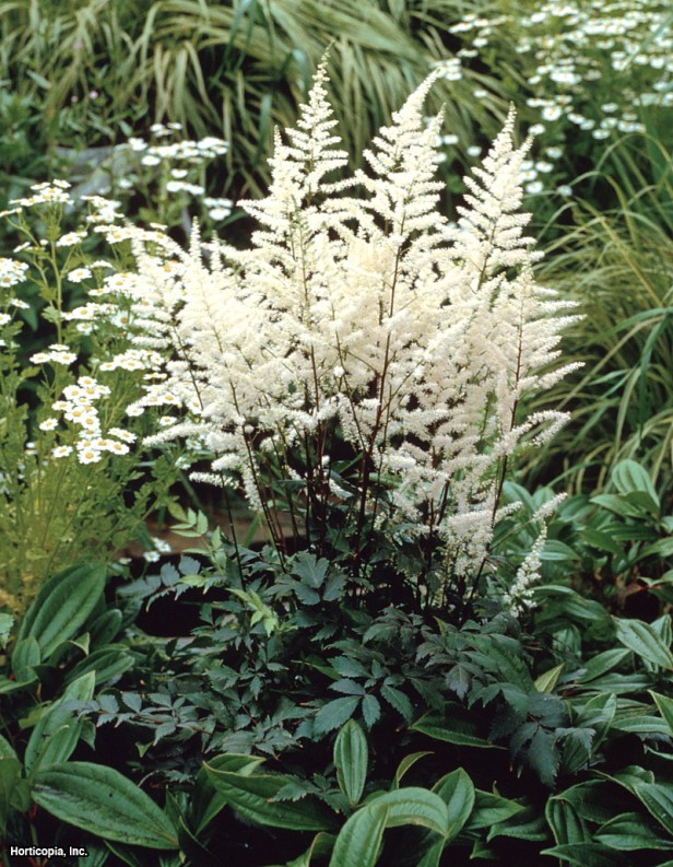 Astilbe