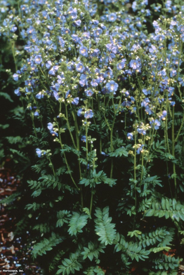 Arktik Polemonium