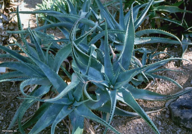 Aloe