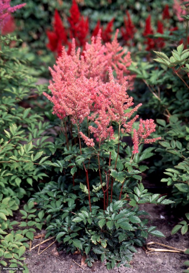 Astilbe