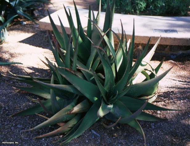 Aloe