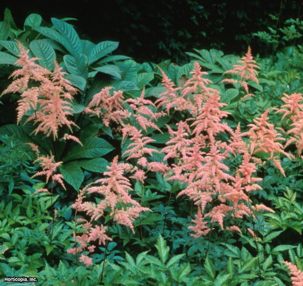 Astilbe