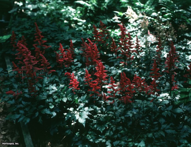 Astilbe