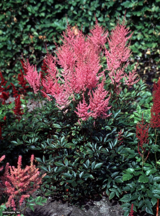 Astilbe