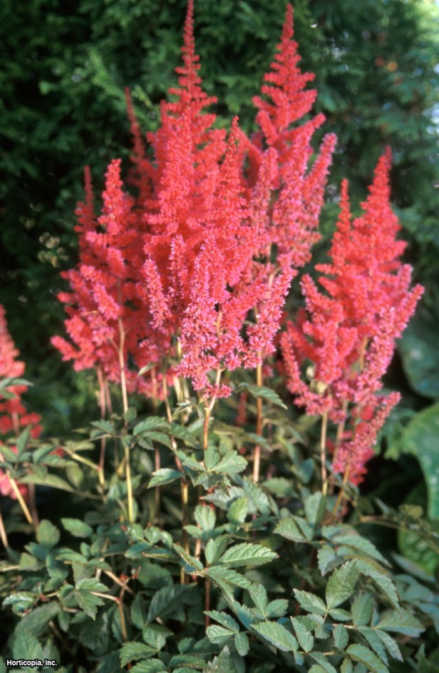 Astilbe