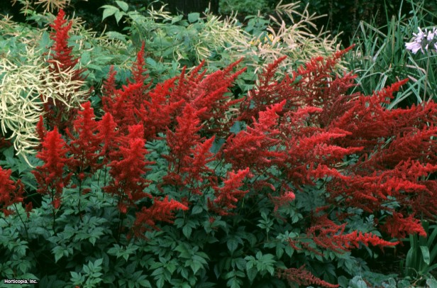 Astilbe