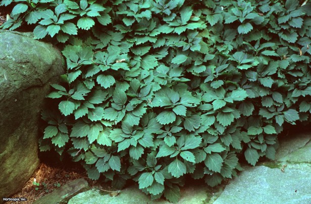 Alleghany Pachysandra