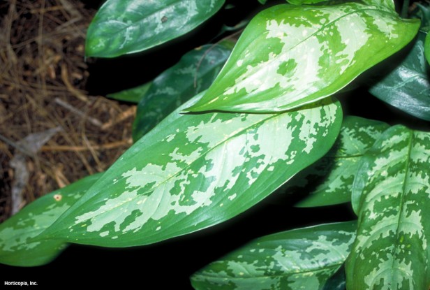 Aglaonema