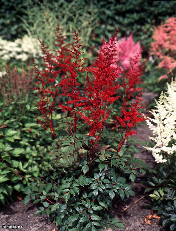 Astilbe