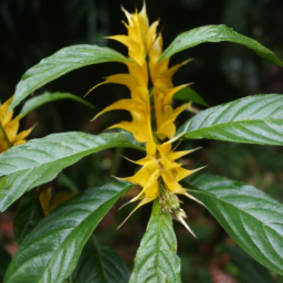 Aphelandra dodsonii