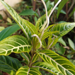 Aphelandra galba