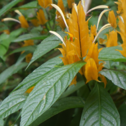 Aphelandra guayasii