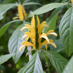 Aphelandra gunnari