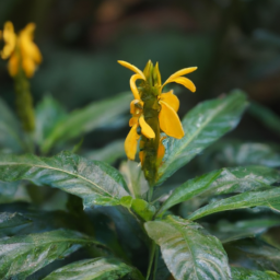 Aphelandra loxensis