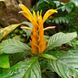 Aphelandra phaina