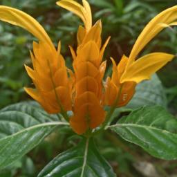 Aphelandra sulphurea