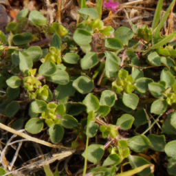 Aporusa bourdillonii