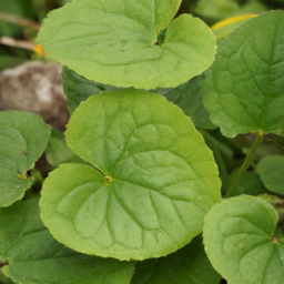 Aporusa elliptifolia