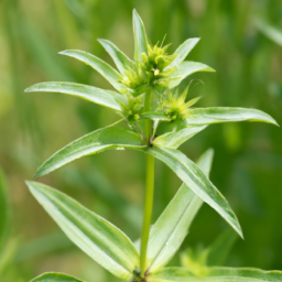 Aporusa lanceolata