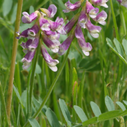 Applegate's Milk-vetch